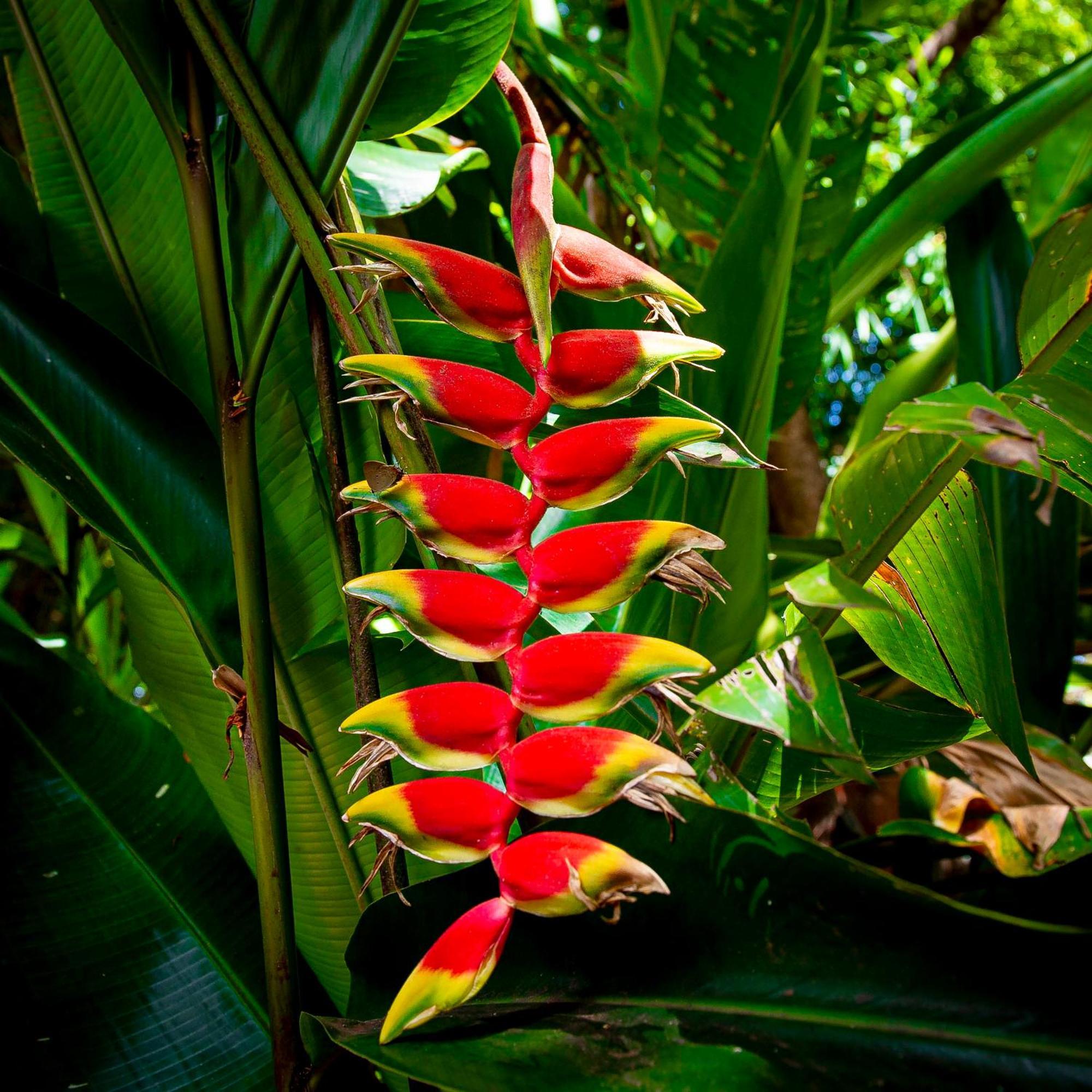 Bed and Breakfast Secret Garden Iguazu Puerto Iguazú Exterior foto